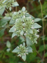 Whiteleaf Mountainmint, Sage, Pycnanthemum albescens